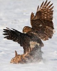 雪鹰领主巫神