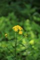 竞开的花川端康成赏析